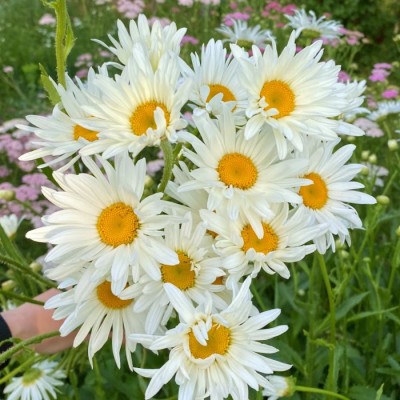 Margaréta veľkoúborová