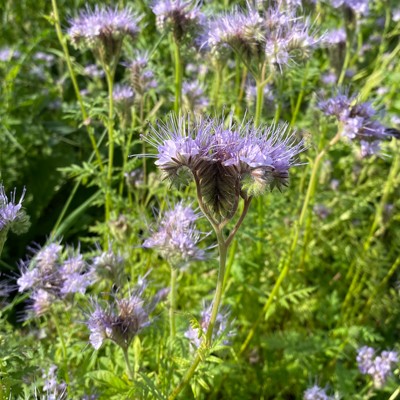 Facélia vratičolistá