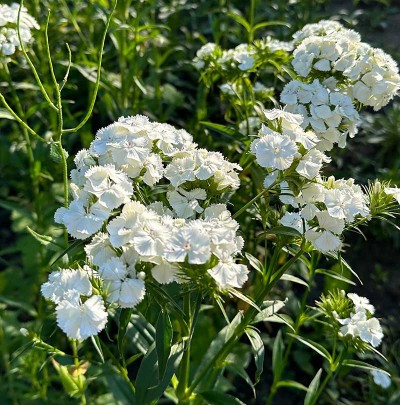 Turecký klinček (BIELY)