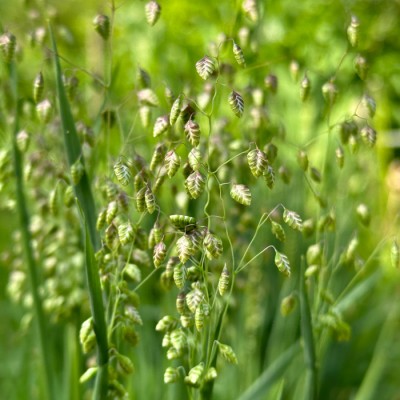 Traslica prostredná (trvalka)