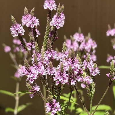 Železník šípový