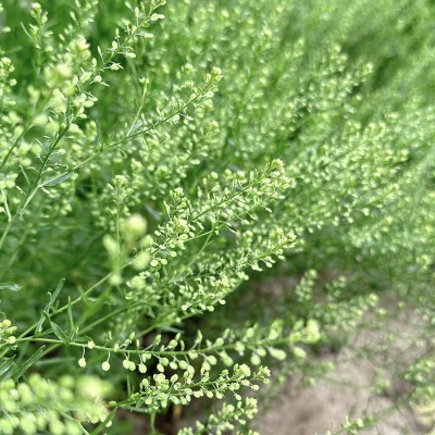 Kapsička Emerald Beads
