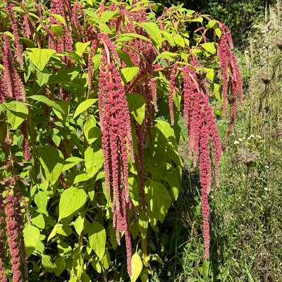 Láskavec chvostnatý