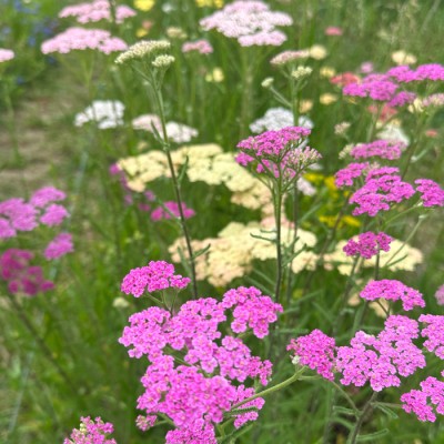 Rebríček obyčajný (MIX)