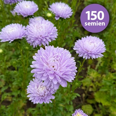 Astra čínska levanduľová